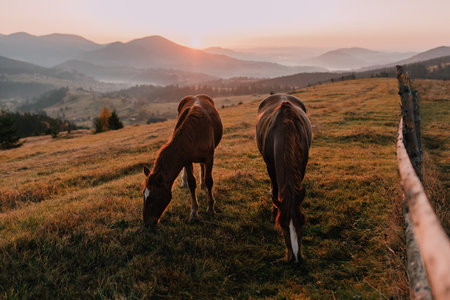Horses grazing in the Carpathian mountains at the sunset.