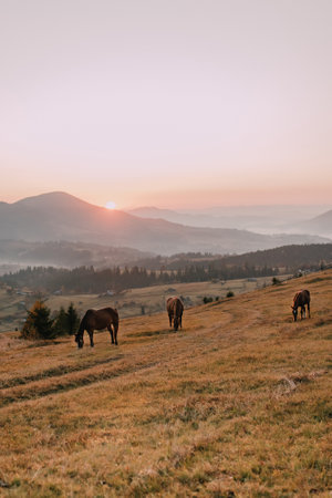 Horses grazing in the mountains at dawn. Carpathians, Ukraineの写真素材