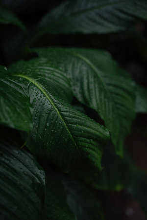 Green leaves with water droplets on a dark background