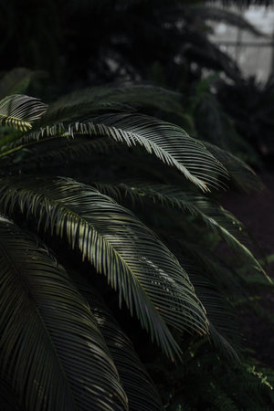 Palm leaves in the botanical garden, closeup of photoの写真素材