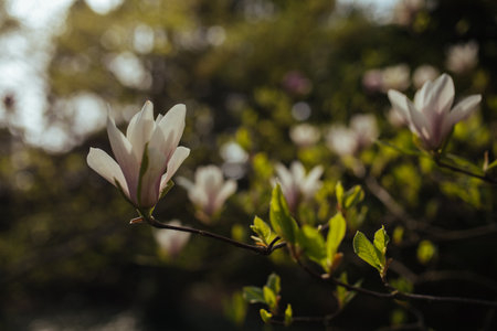 Beautiful magnolia flowers blooming on tree branches in spring timeの写真素材