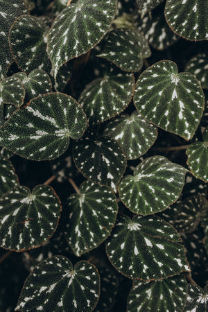 Close up of green leaves of Begoniaの写真素材