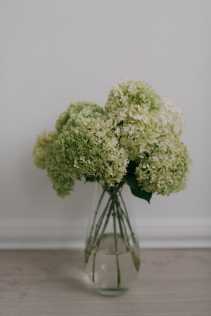 Bouquet of white hydrangeas in a glass vaseの写真素材