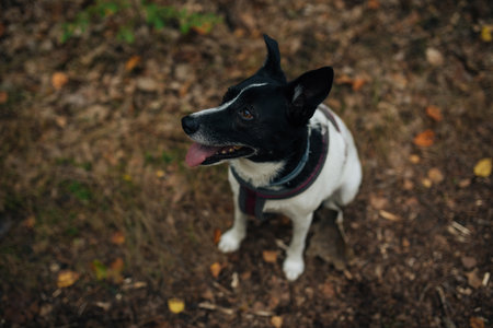 Jack Russell terrier dog in autumn park. Selective focus.