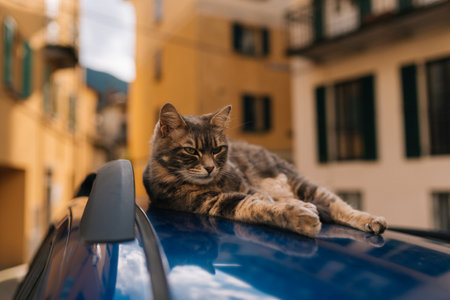 Beautiful tabby cat lying on the roof of a blue carの写真素材