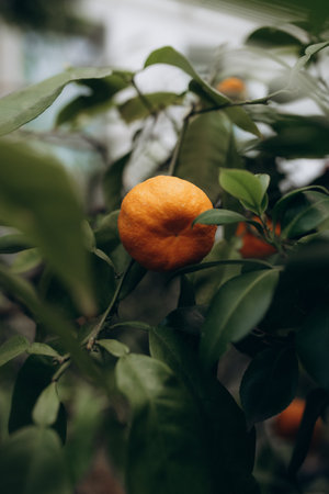 Orange fruit on the tree in the garden. Selective focus.の写真素材
