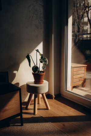 Indoor plant in a pot on a wooden chair near the windowの写真素材