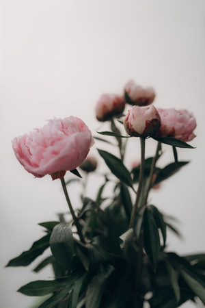 Pink peonies on a white background. Selective focus. Toned.