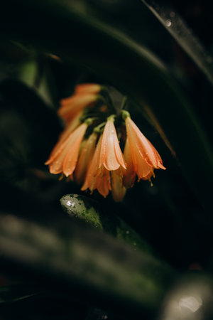 Beautiful blooming flowers. Selective focus.