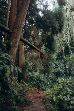 Dangerous trail in the misty forest with tree trunks, Azores