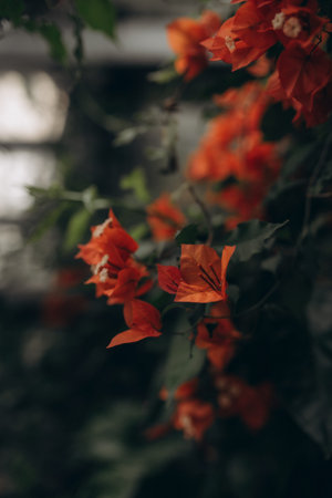Orange bougainvillea flowers in the garden, vintage tone