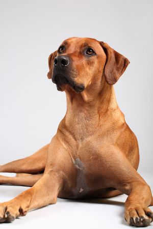 rhodesian ridgeback over grey backgroundの写真素材