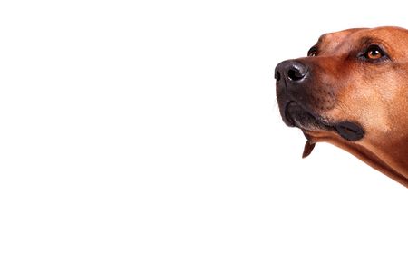 rhodesian ridgeback over white background, plenty of copy spaceの写真素材