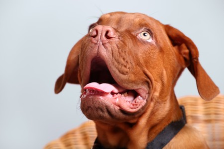 close-up of dogue de bordeaux over grey backgroundの写真素材