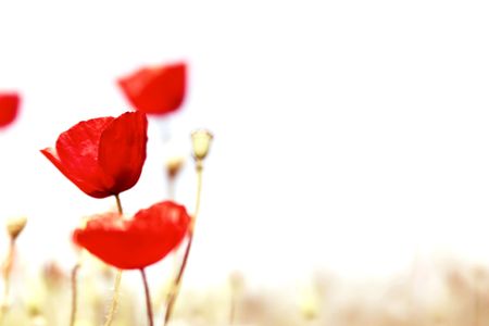 spring blur - poppy field backgroundの写真素材