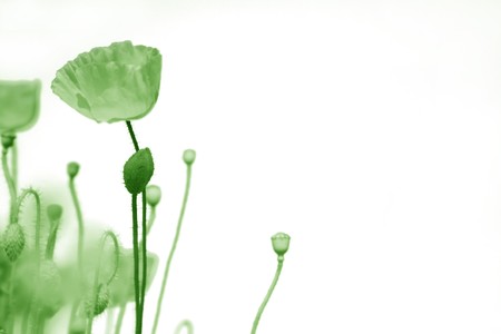 spring background in green - poppy field blurの写真素材