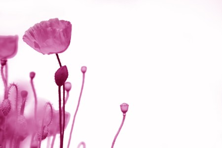 spring background in pink - poppy field blurの写真素材