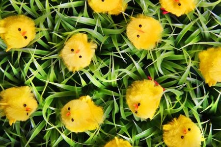 Easter Chicks On Green Grassの写真素材