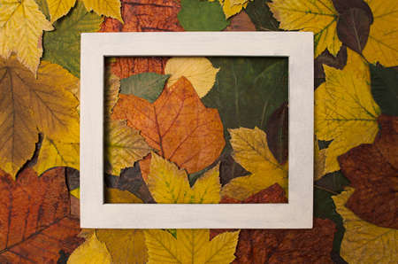Red, orange, yellow and green autumn leaves background with white frame made of wood. Minimal concept idea.の写真素材