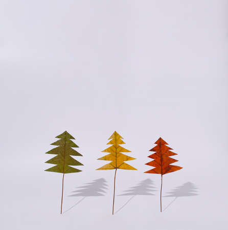 Green, yellow and orange leaf standing on the white background. Seasonal concept showing change of seasons.の写真素材