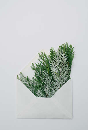 Concept of frozen cypresses in an white envelope ready to send a New Yearâ€™s greeting card....