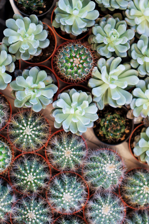 little green cactusの写真素材