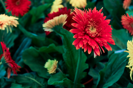 colorful of star flowersの写真素材
