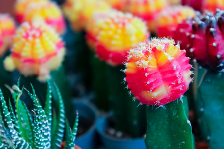 colorful cactusの写真素材