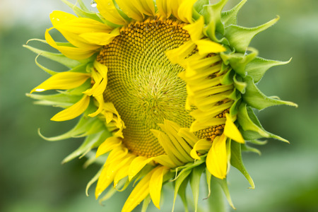sunflowerの写真素材