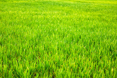 Field of young wheat, green wheat sproutsの写真素材