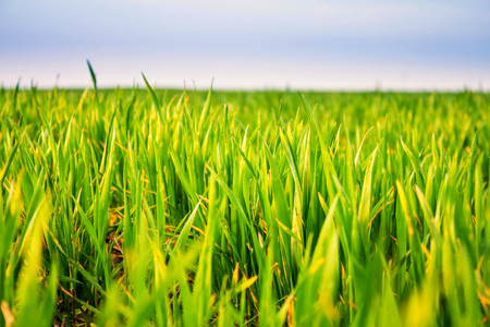 Field of young wheat, wheat sprouts closeupの写真素材