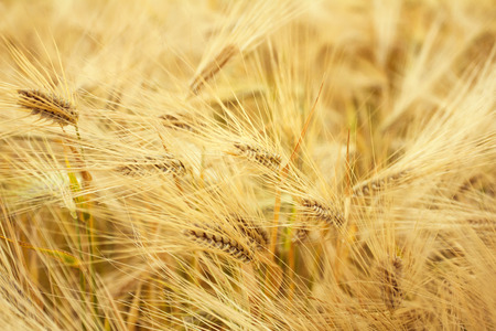 a lot of wheat earsの写真素材
