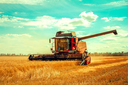harvester harvests wheat on fieldの写真素材
