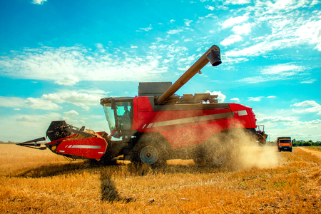 harvester harvests wheat on the fieldの写真素材