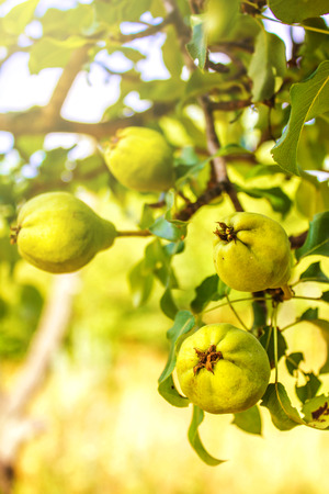 Green pears ripen on the treeの写真素材