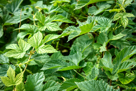 a lot of green leaves of Japanese hopsの写真素材
