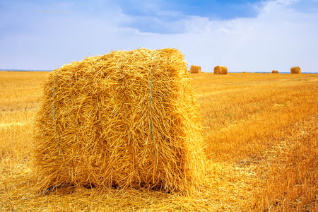 haystacks after harvest on the fieldの写真素材
