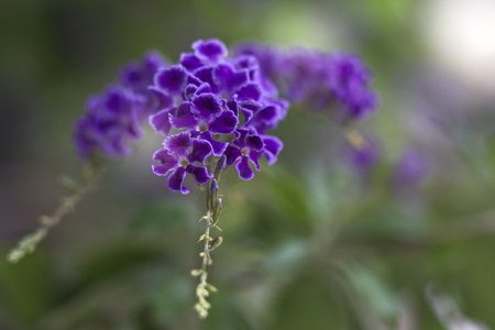 Beautiful purple flowers close up with soft blur green backgroundの写真素材