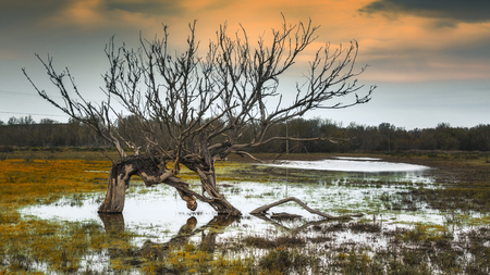 Swamp and dead tree. After big rain season in Californiaの写真素材