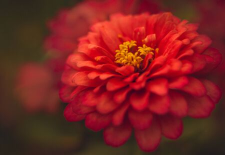 Red Flower on Green Soft Background Close Upの写真素材