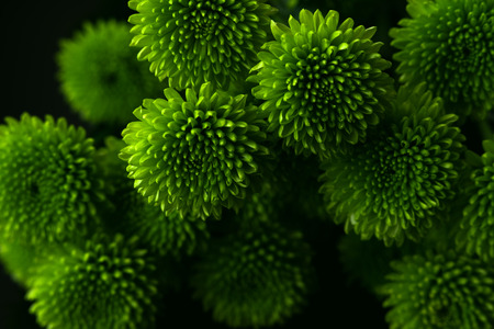 Green flowers close up with black background, Green  Chrysanthemumの写真素材