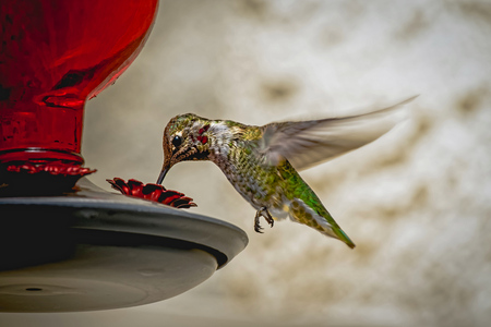 Beautiful Flying Hummingbird with Green and Yellow Feathers,  Close upの写真素材