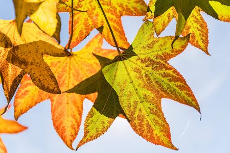 Colorful autumn leaves isolated on blue sky backgroundの写真素材