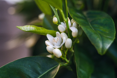 White blossom of orange treeの写真素材