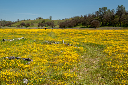 California wildflower landscape. Super Bloom season 2019 in Carrizo Plainの写真素材