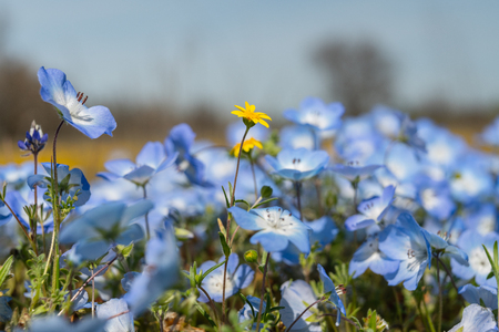 Close up of wildflowers. Super Bloom, Californiaの写真素材