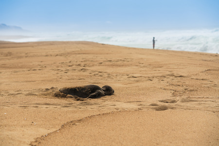 Newborn baby seal on the beachの写真素材