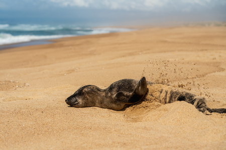 Newborn baby seal throwing sand on himself, empty sand beach, Californiaの写真素材