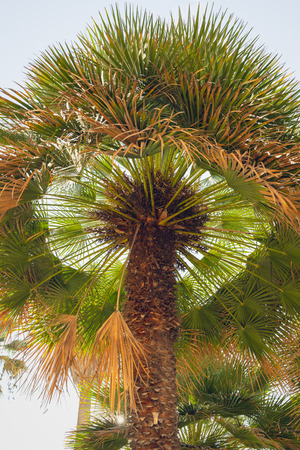 Beautiful Palm Trees, Looking Up from Below. Summer Backgroundの写真素材