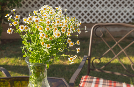 Bouquet of Chamomile Flowers in Vase in the Gardenの写真素材